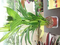 DSCF4430.webp
