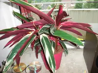 DSCF4431.webp