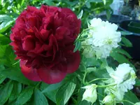 Garten 001.webp