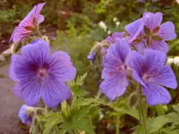 Garten 003.webp