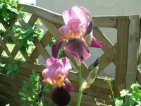GEDC0002.webp