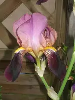 GEDC0069.webp