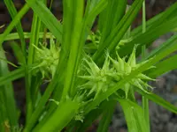 Garten 005.webp