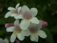 Garten 013.webp