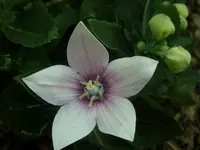 Garten 015.webp