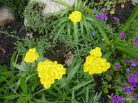 P1010744.webp