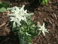 DSCF3424.webp