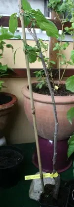 Drehen vonIMG_1738 (Large).webp