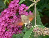 TSTa Taubenschwänzchen P1020153 4-5.webp