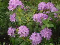 07.06.2010 004.webp