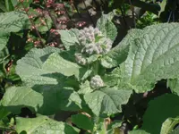 07.06.2010 009.webp