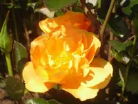 07.06.2010 017.webp