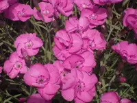 07.06.2010 018.webp