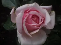 07.06.2010 019.webp