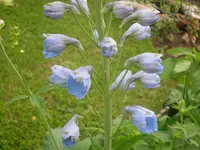 07.06.2010 021.webp