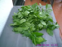 Maggikraut.webp