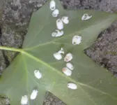 DSC00189.webp