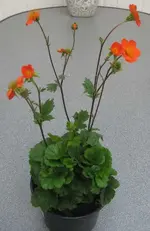 Nelkenwurz rot.webp