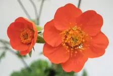 Rote Nelkenwurz.webp