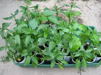 Chilipflänzchen.webp
