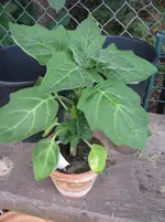 Sanguinea.webp