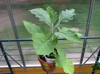 Aubergine.webp