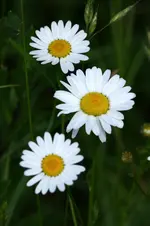 IMG_2183.webp
