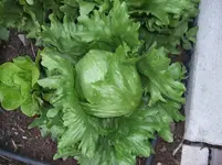 006.webp
