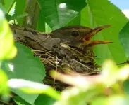 Amsel 1.webp