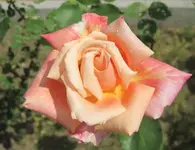 Alte Vorgartenrose 3.webp