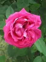 Alte Vorgartenrose 7.webp