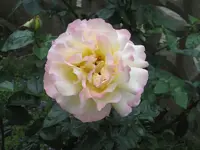 Alte Vorgartenrose 8.webp