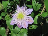 Clematis.webp