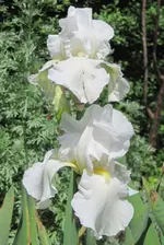 Iris3.webp