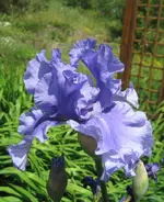 Iris2.webp