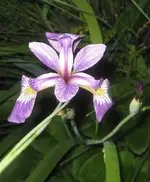 Iris am Miniteich nah.webp