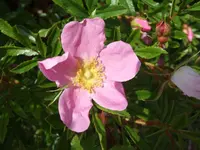 rosa nitida.webp
