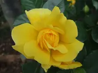 rosa polygold.webp