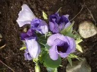 japanrose2.webp