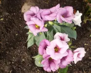 japanrose3.webp