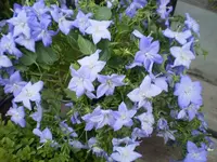 campanula.webp