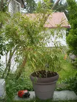 bambus0806.webp