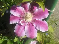 HPIM4584.webp