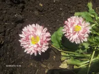 HPIM4563.webp
