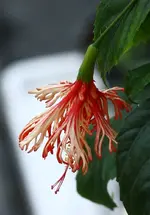 IMG_2212.webp