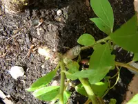 IMGP1854.webp