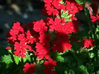 100_2383.webp