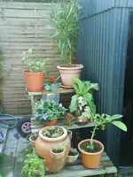 Garten 004 [800x600].webp
