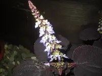 08.06.2010 001.webp