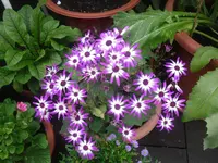 08.06.2010 005.webp